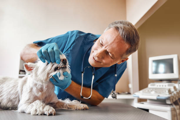 Best Same-Day Emergency Dental Services in Friendswood, TX